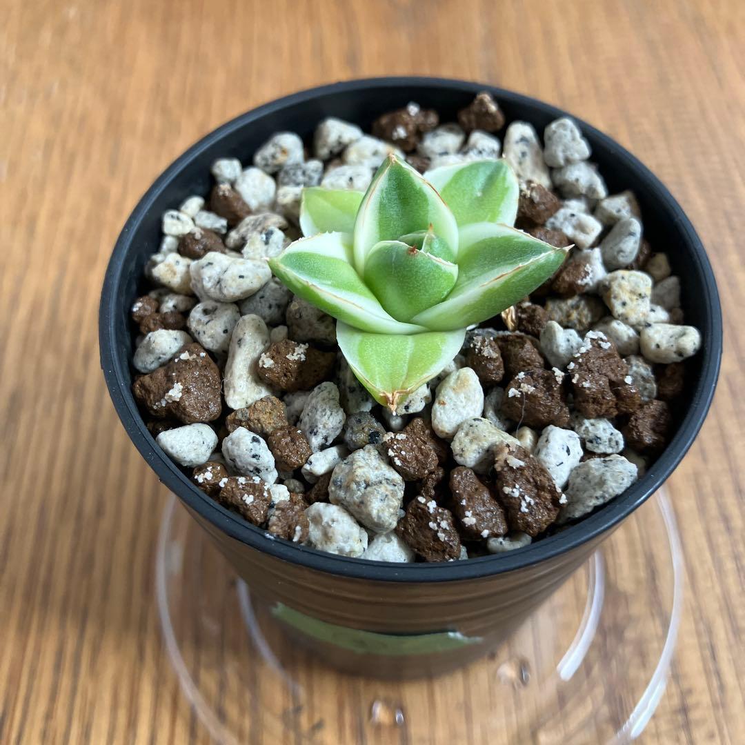 速達【鉢ごと発送】③特選　斑広め　アガべ　王妃笹の雪A型　ピンキー　白覆輪　TC