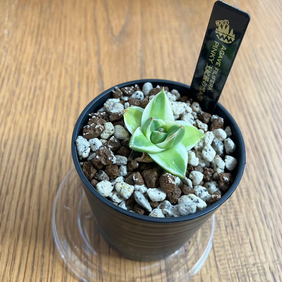 速達【鉢ごと発送】③特選　斑広め　アガべ　王妃笹の雪A型　ピンキー　白覆輪　TC