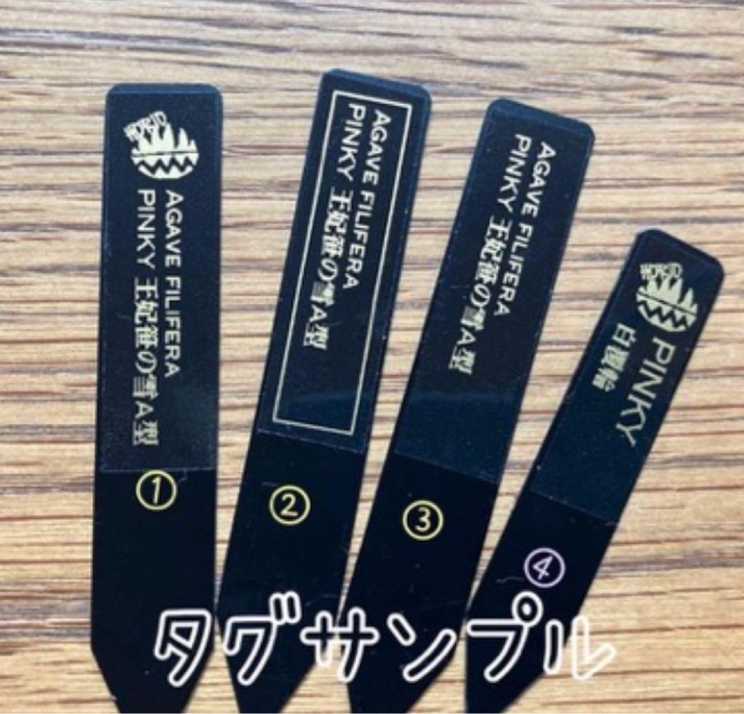 速達【鉢ごと発送】③特選　斑広め　アガべ　王妃笹の雪A型　ピンキー　白覆輪　TC