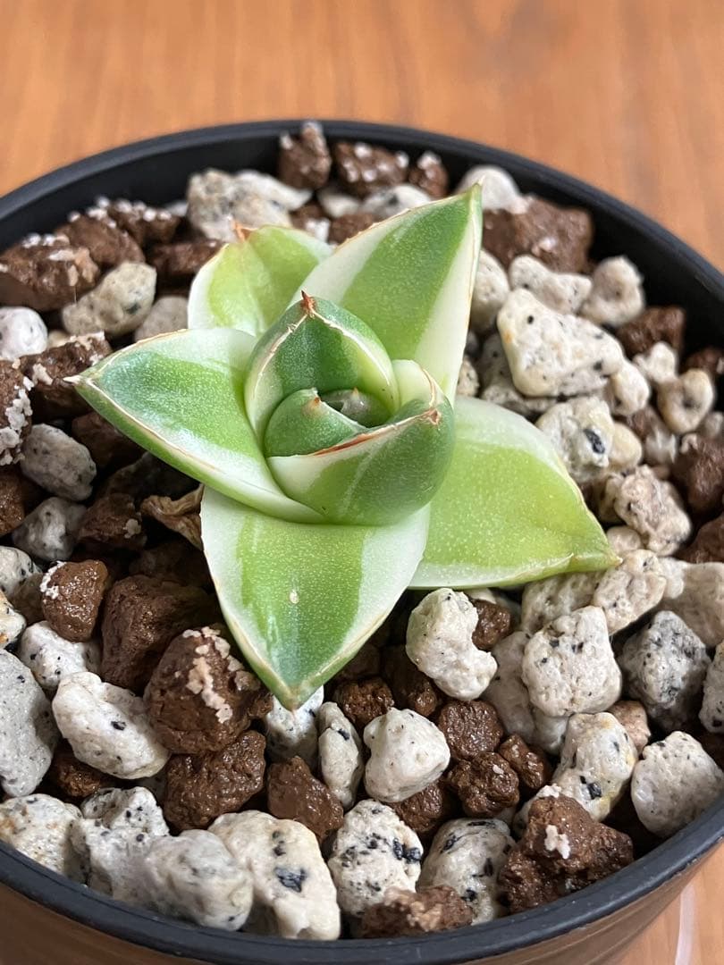 速達【鉢ごと発送】③特選　斑広め　アガべ　王妃笹の雪A型　ピンキー　白覆輪　TC