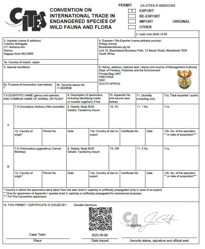 高品質　ベルベットモンキー 全身剥製 ★ A