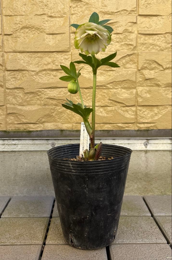 MIYABI　フレグランスグリーン　グリーンリップ　加藤農園　計2苗