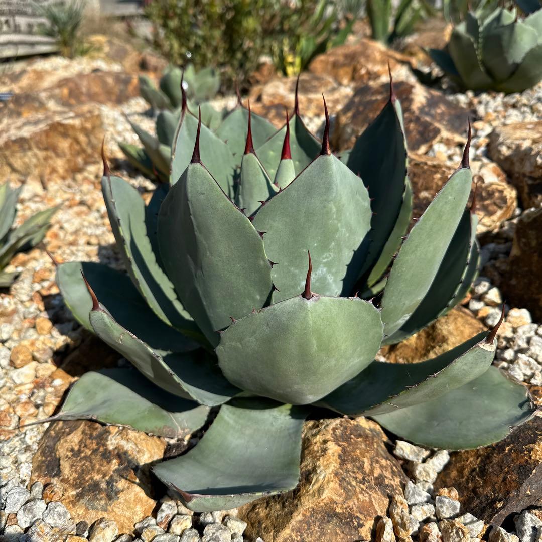 アガベ　パリー　トランカータ　ハンティントン　選抜株　美株　大株