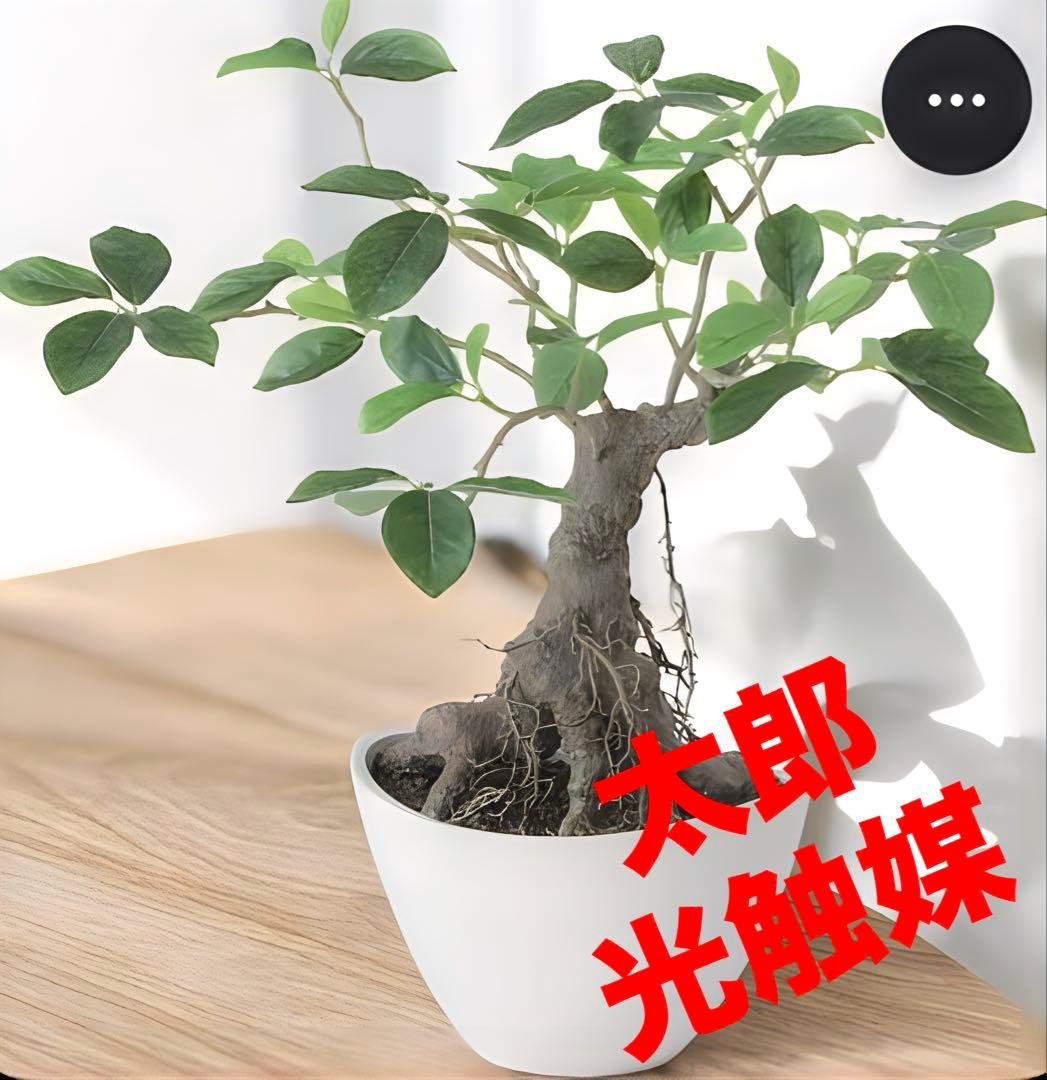光触媒　人工観葉植物　ウォールグリーン　フェイクグリーン　ガジュマルボウル