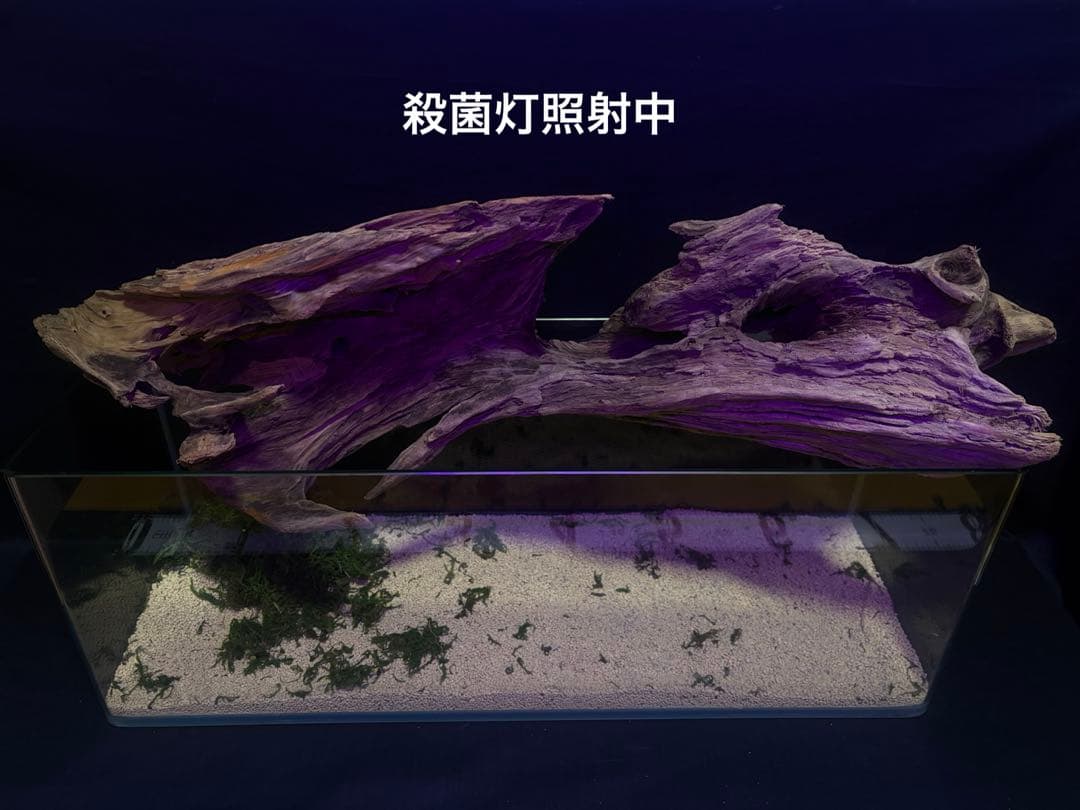 Ｇ88 爬虫類、両生類、シェルター、アクアテラリウム、インテリア、DIY