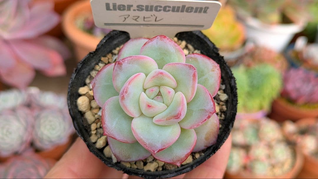 アマビレ 韓国苗 Lier苗 多肉植物 リエール エケベリア