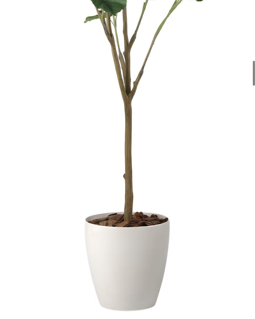 光触媒　人工観葉植物　フェイクグリーン　フィカスウンベラータ1.7m