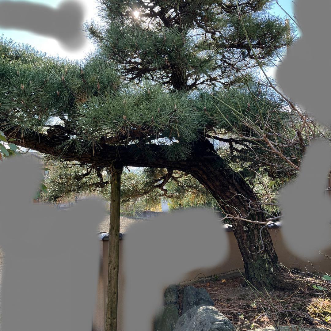 門かぶり　松の木