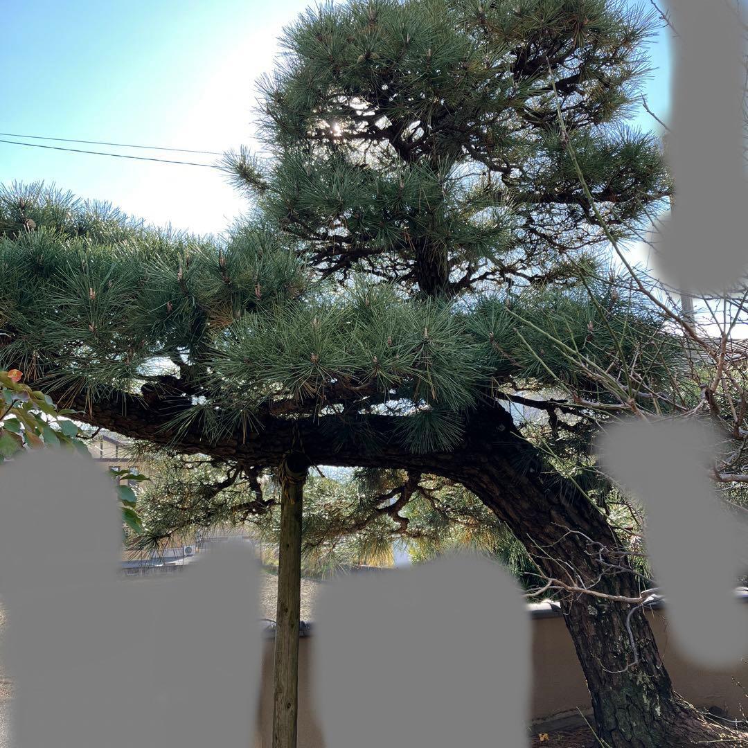 門かぶり　松の木