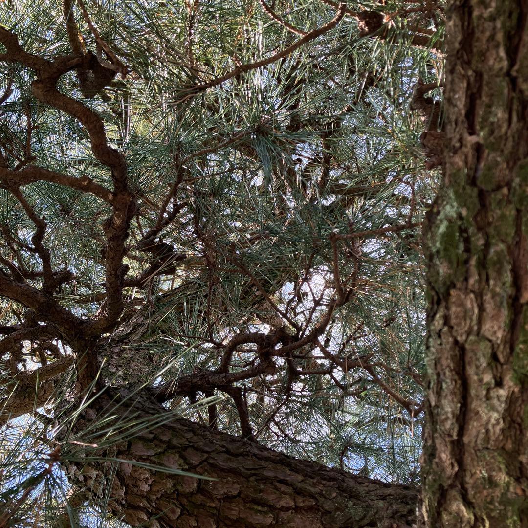 門かぶり　松の木