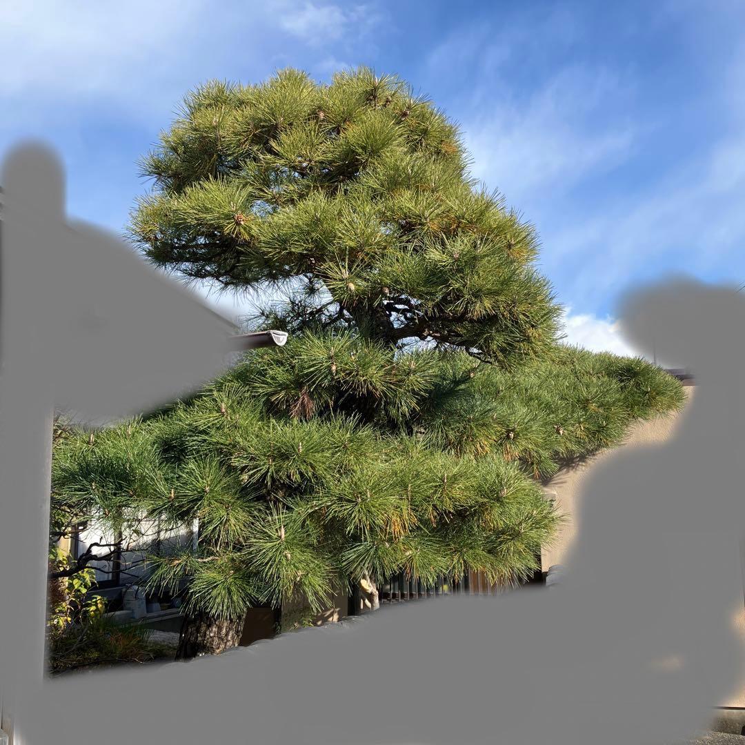 門かぶり　松の木