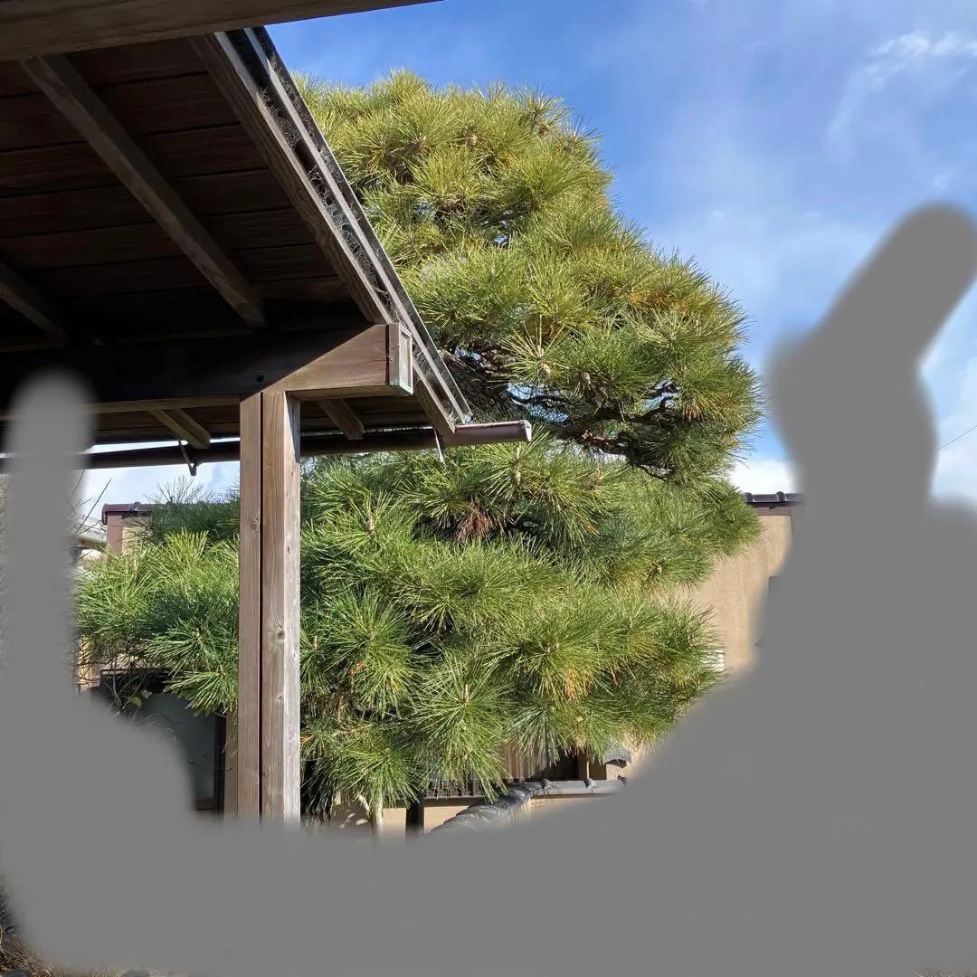 門かぶり　松の木