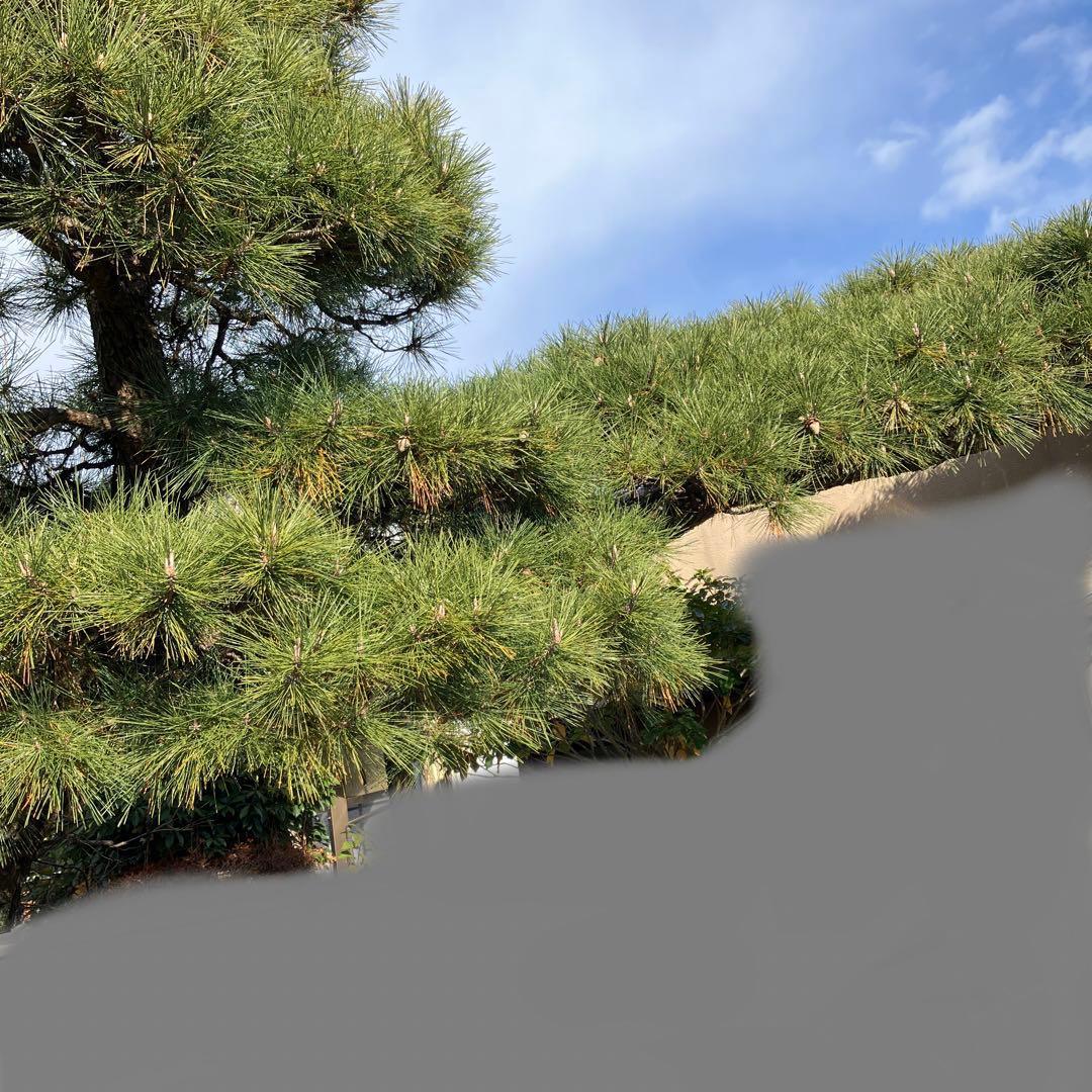 門かぶり　松の木