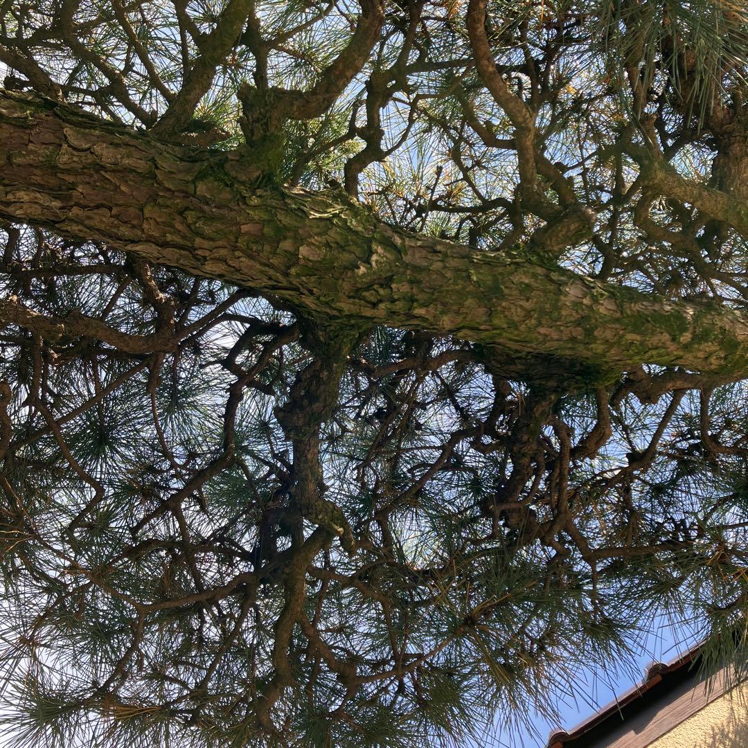 門かぶり　松の木