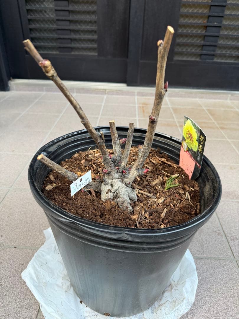 芍薬苗　オリエンタルゴールド　特大株　鉢ごと発送