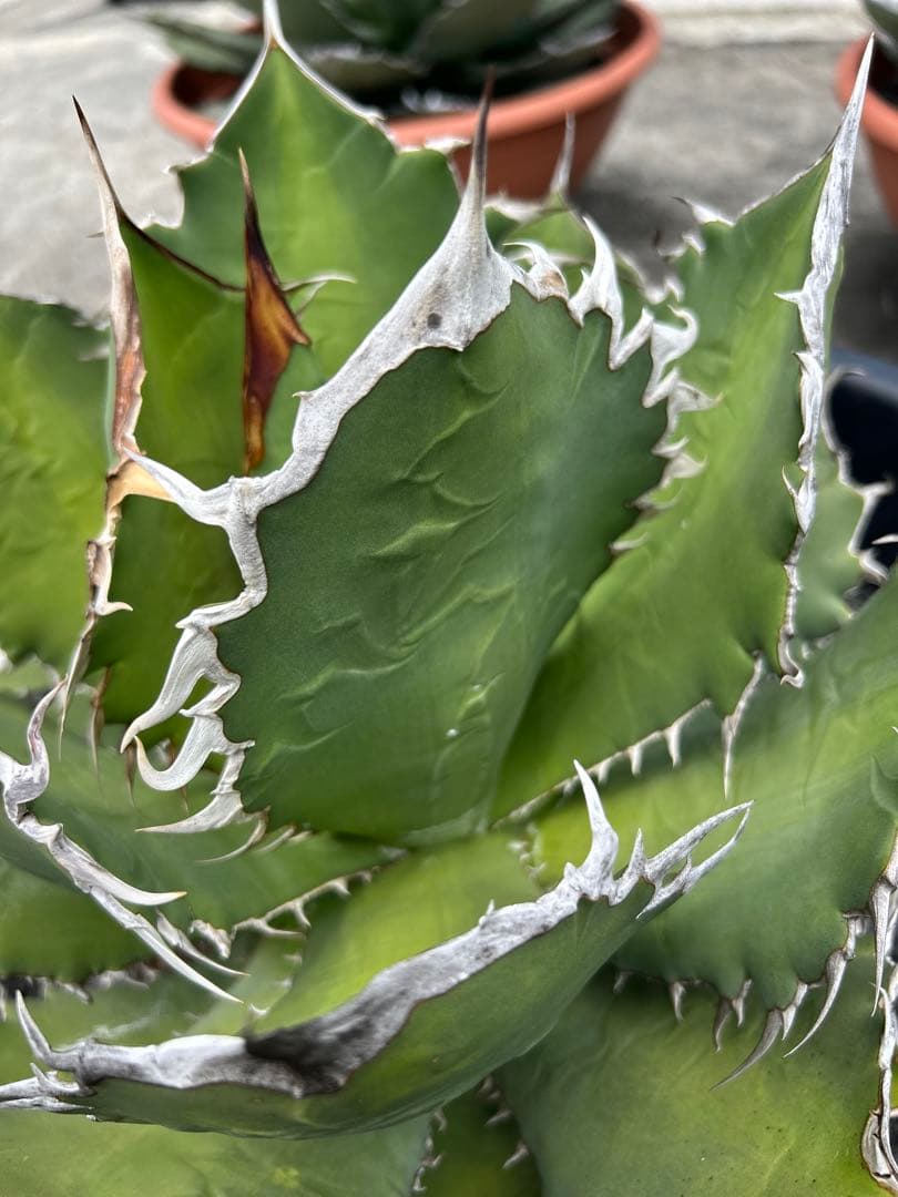 アガベ オテロイ 超特大 W約50cm〜 スペシャル株