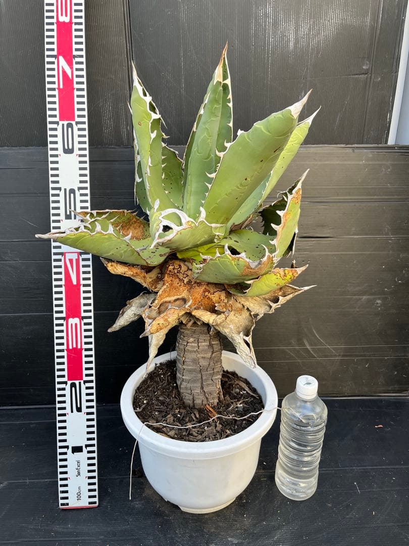 激レア　幹上がり　アガベ　チタノタ　健康なアガベ 約60cm 鋸歯状の葉