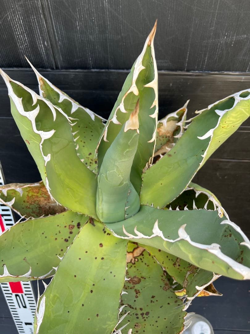 激レア　幹上がり　アガベ　チタノタ　健康なアガベ 約60cm 鋸歯状の葉