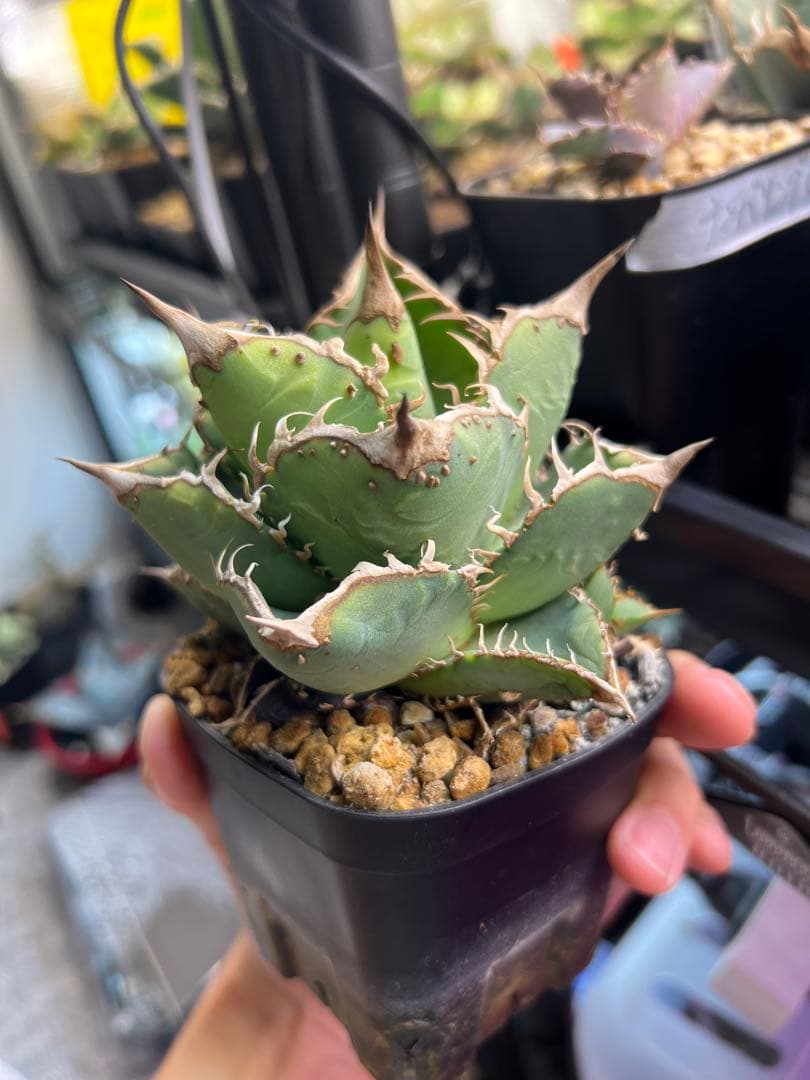 アガベ　ノーネームブツブツ　オテロイ