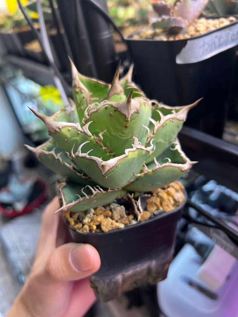 アガベ　ノーネームブツブツ　オテロイ