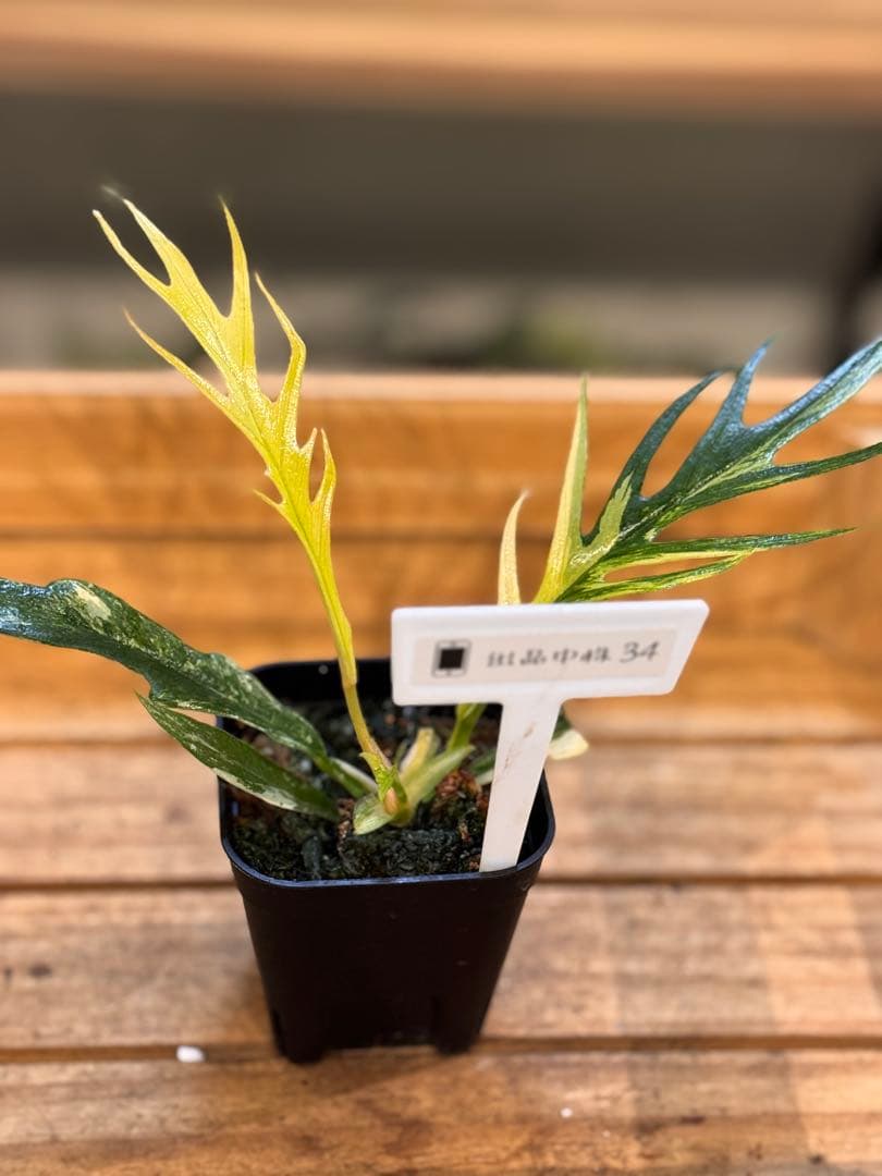 34 フィロデンドロン　トータム　斑入り　トゲトゲ　細葉　ナロー