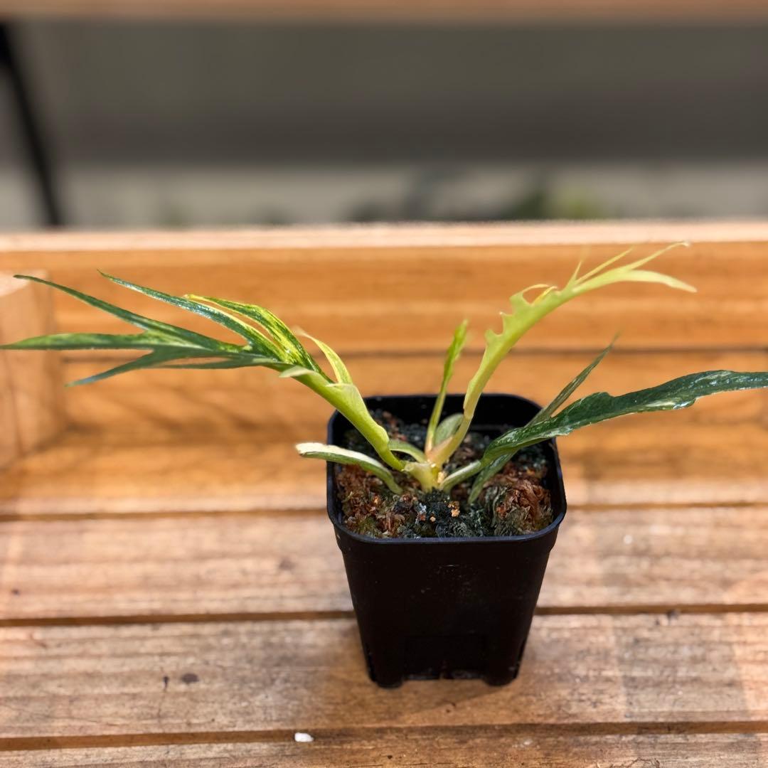 34 フィロデンドロン　トータム　斑入り　トゲトゲ　細葉　ナロー