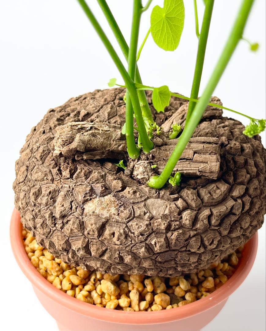 【超大株/塊根植物】ステファニア スベローサ 鉢植え ①