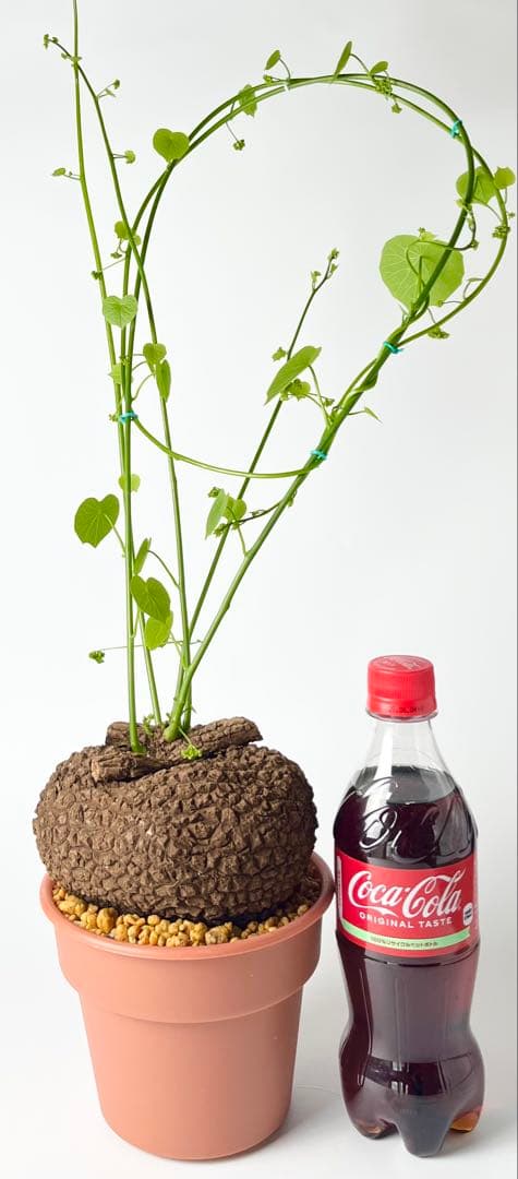 【超大株/塊根植物】ステファニア スベローサ 鉢植え ①