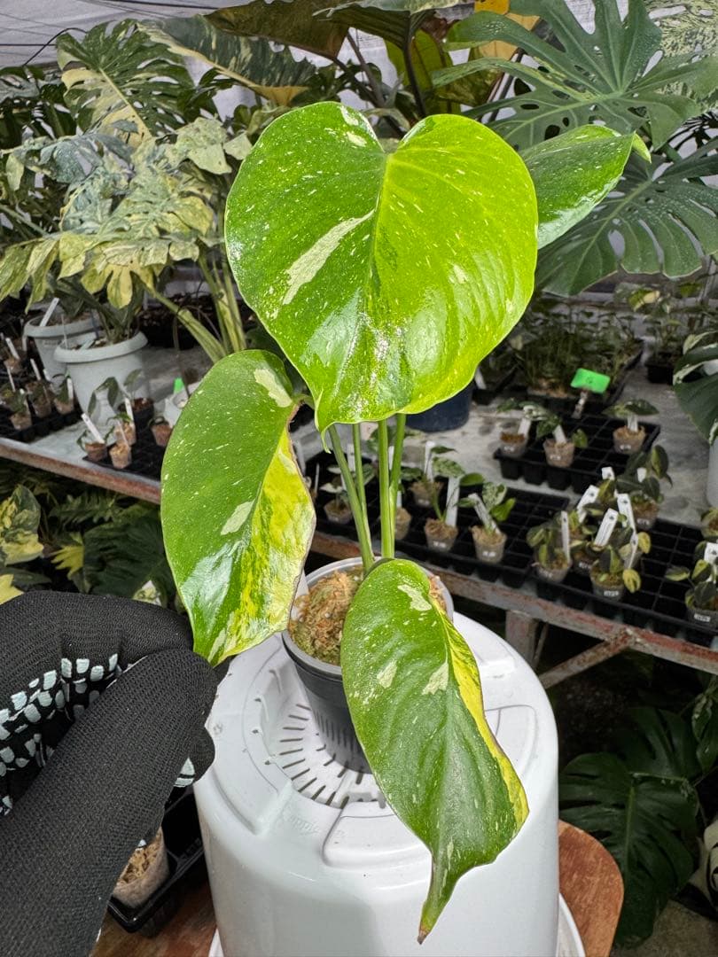 1モンステラ　タイコンステレーション　ミラクル　斑入り