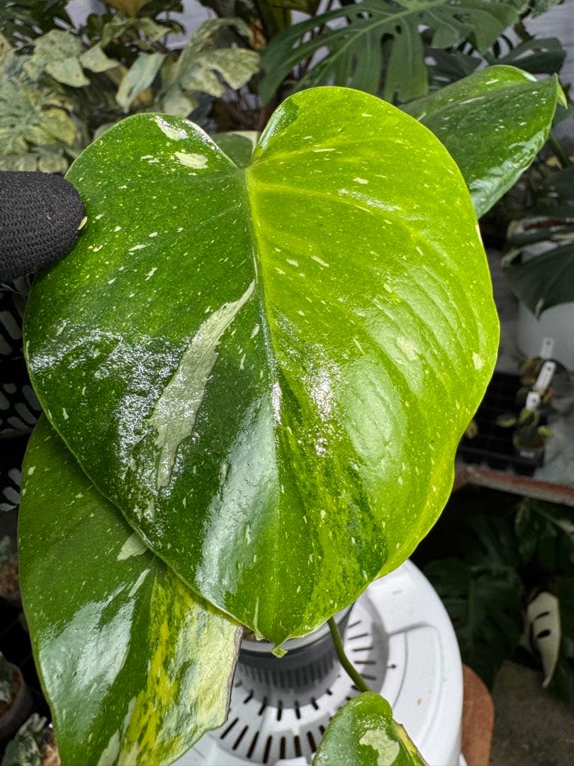 1モンステラ　タイコンステレーション　ミラクル　斑入り