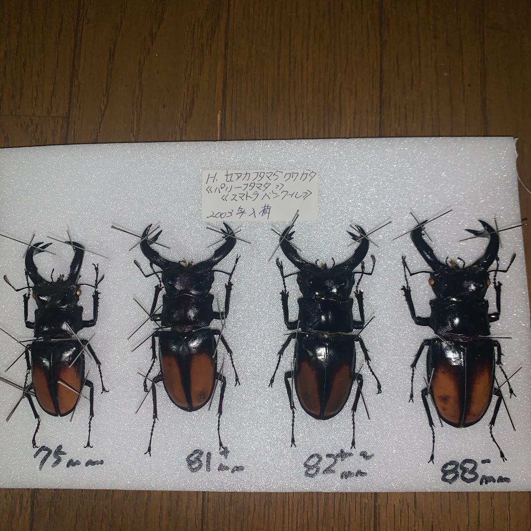 H.セアカ(パリー)フタマタクワガタ4体セット野外品75〜88㍉