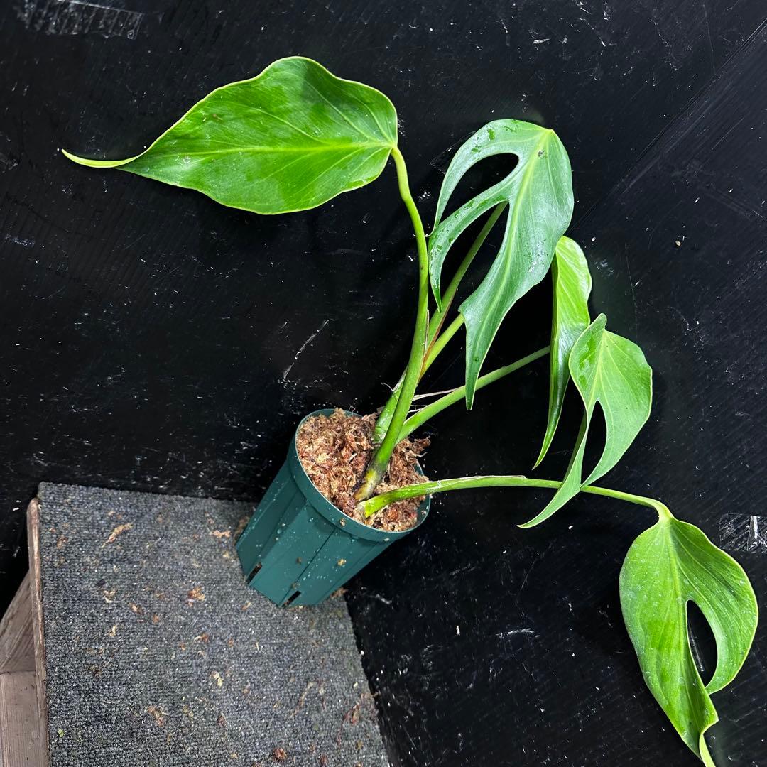 ち*か様 モンステラデリシオーサバールマルクスフレーム4号鉢植え大株美株レア