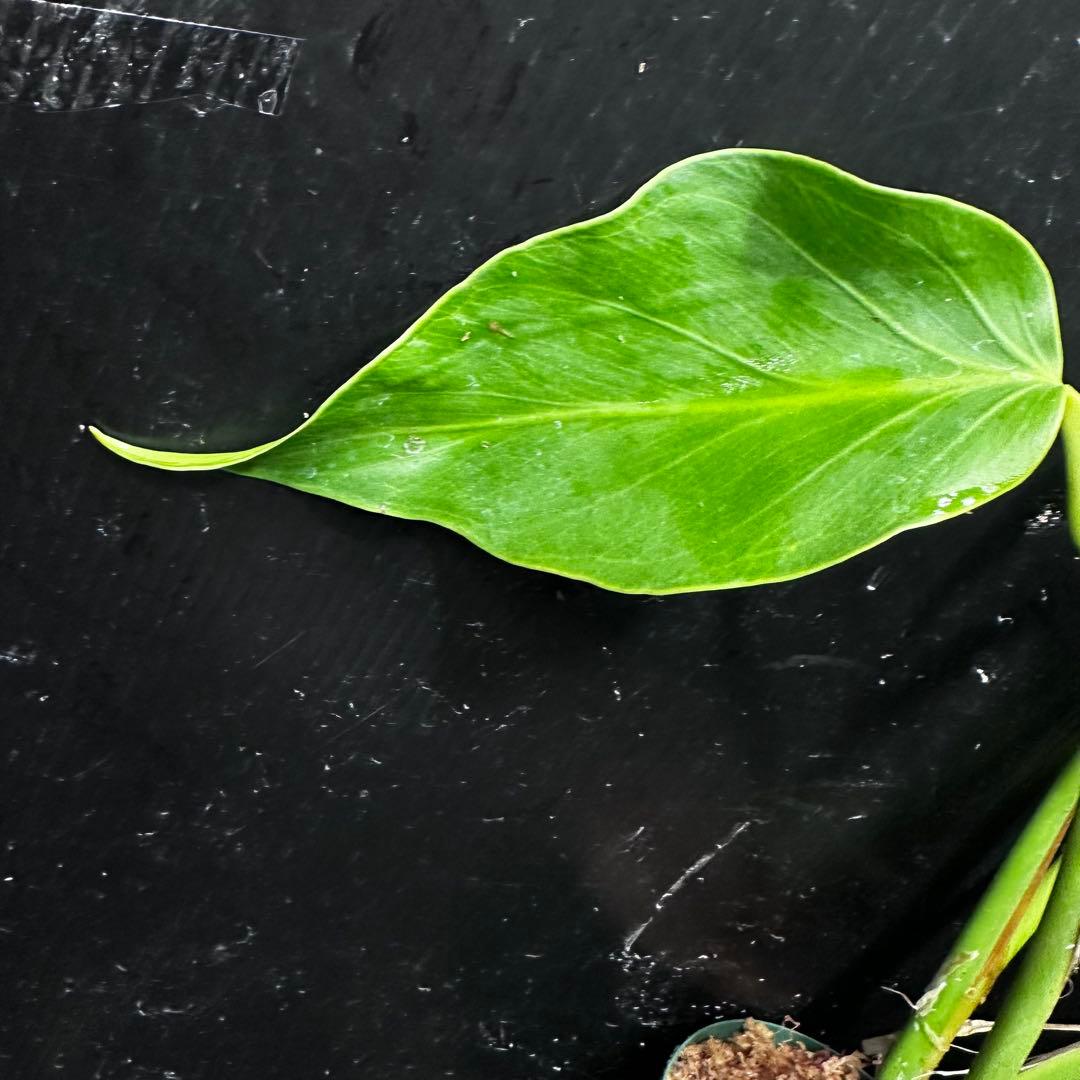 ち*か様 モンステラデリシオーサバールマルクスフレーム4号鉢植え大株美株レア