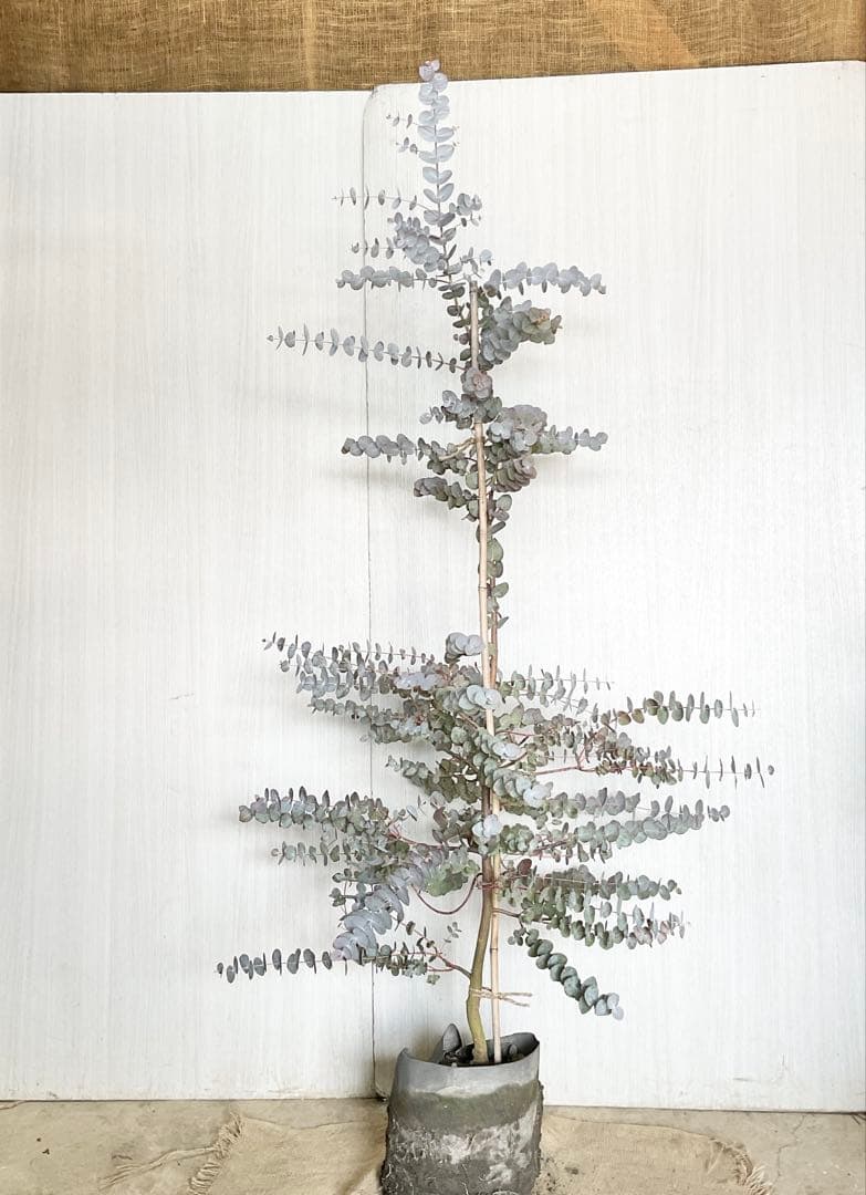 シネレア　おかこさん提案品 /103