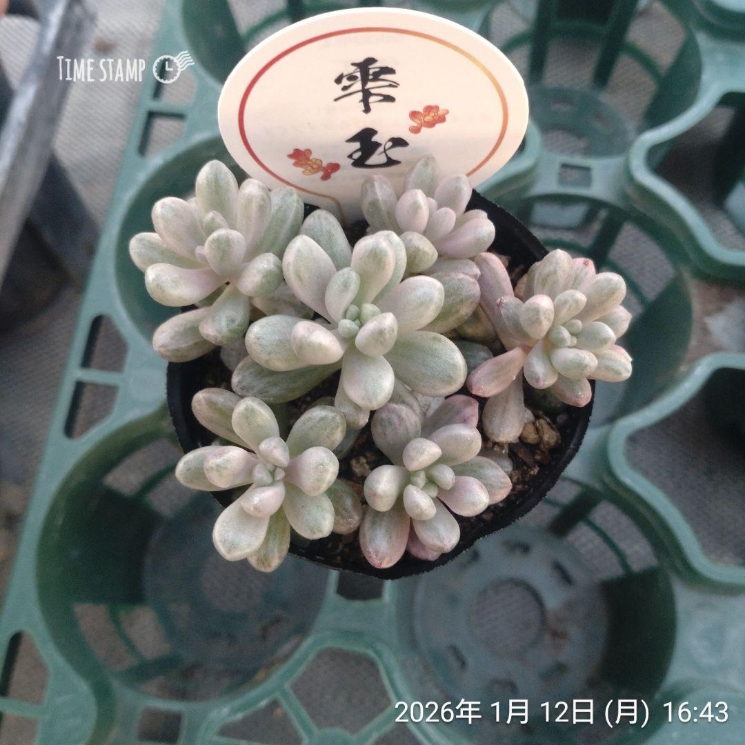 1ポット985円 セダム 雫玉 6cmポット