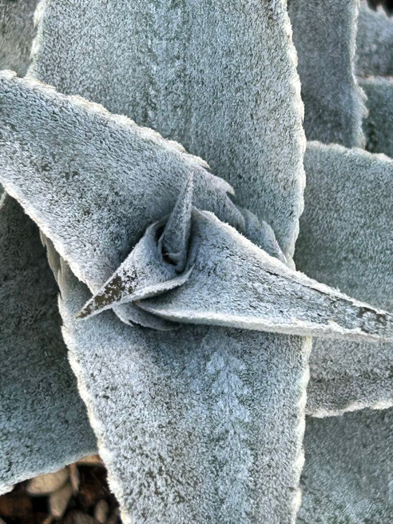 子株付 DBディッキア Dyckia marnier-lapostollei ⑴