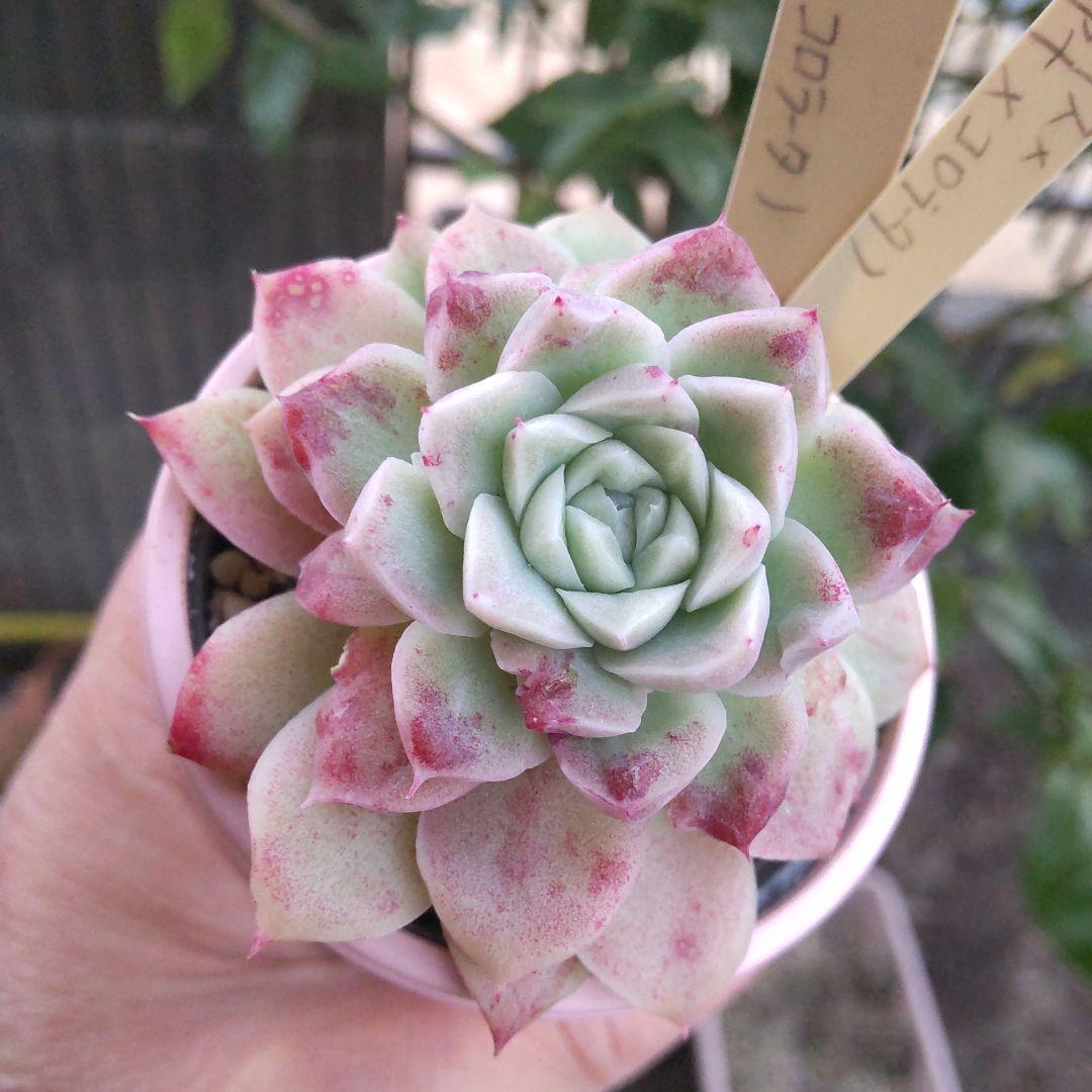 綺麗紅葉miso苗✡️ヒューミリス×(リンゼアナ×コロラータ✡️ミソップさん多肉