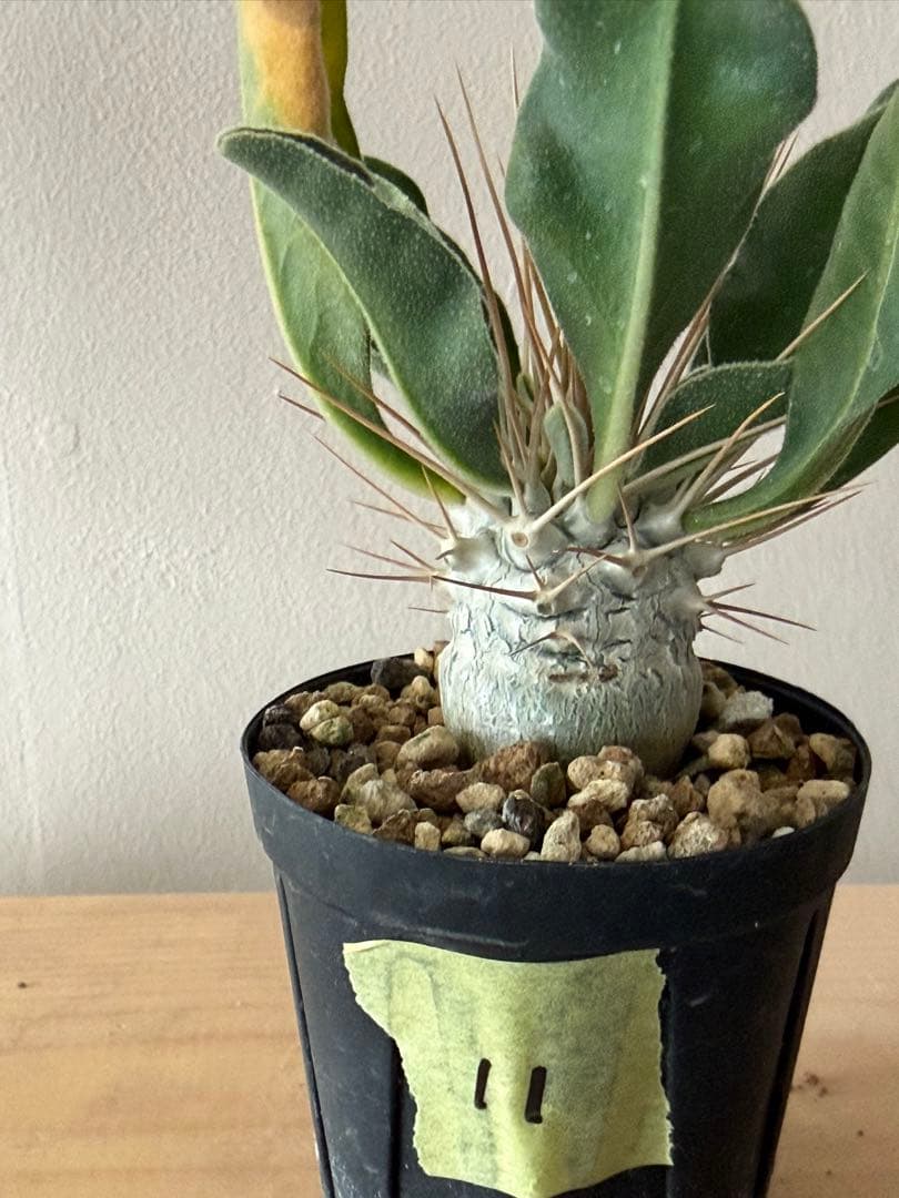 パキポディウム　ナマクアナム　光堂　実生株　11