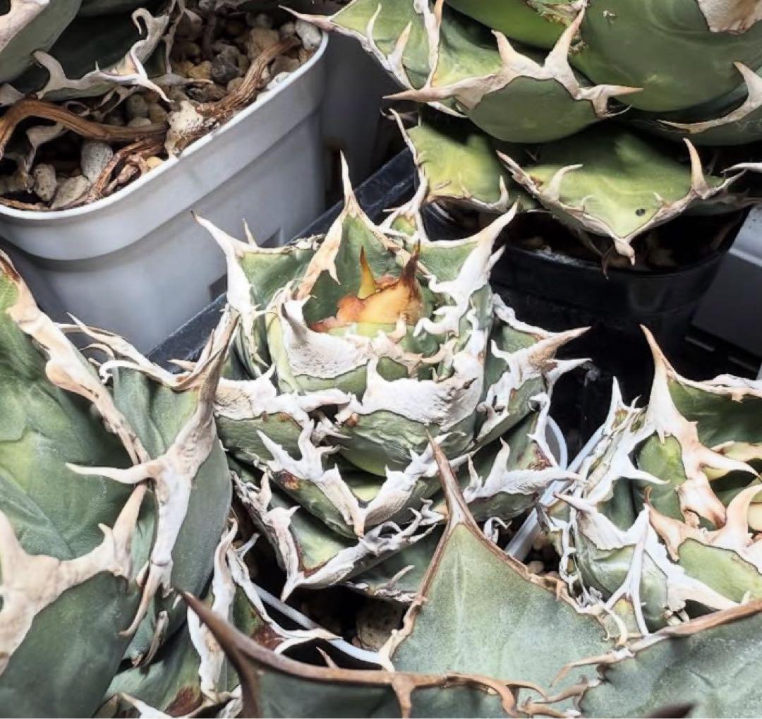 -育成株-清櫻 Seoセオ　アガベ　オテロイ　チタノタ