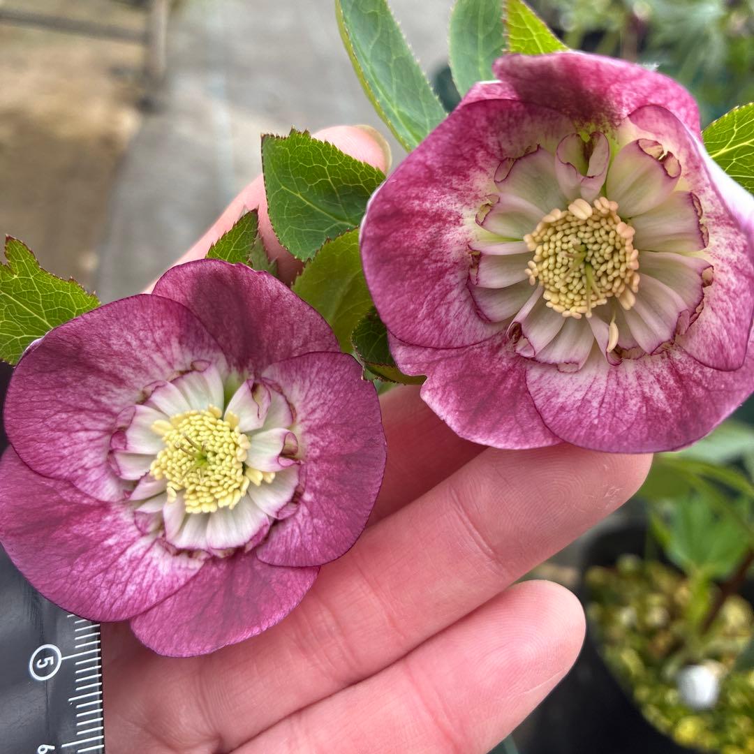 クリスマスローズ　リバーシブル　セミダブル　６寸 ３本立ち