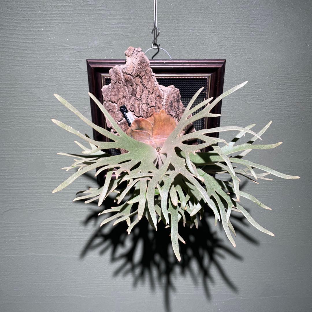 P.willinckii Jade Girl spore 美株