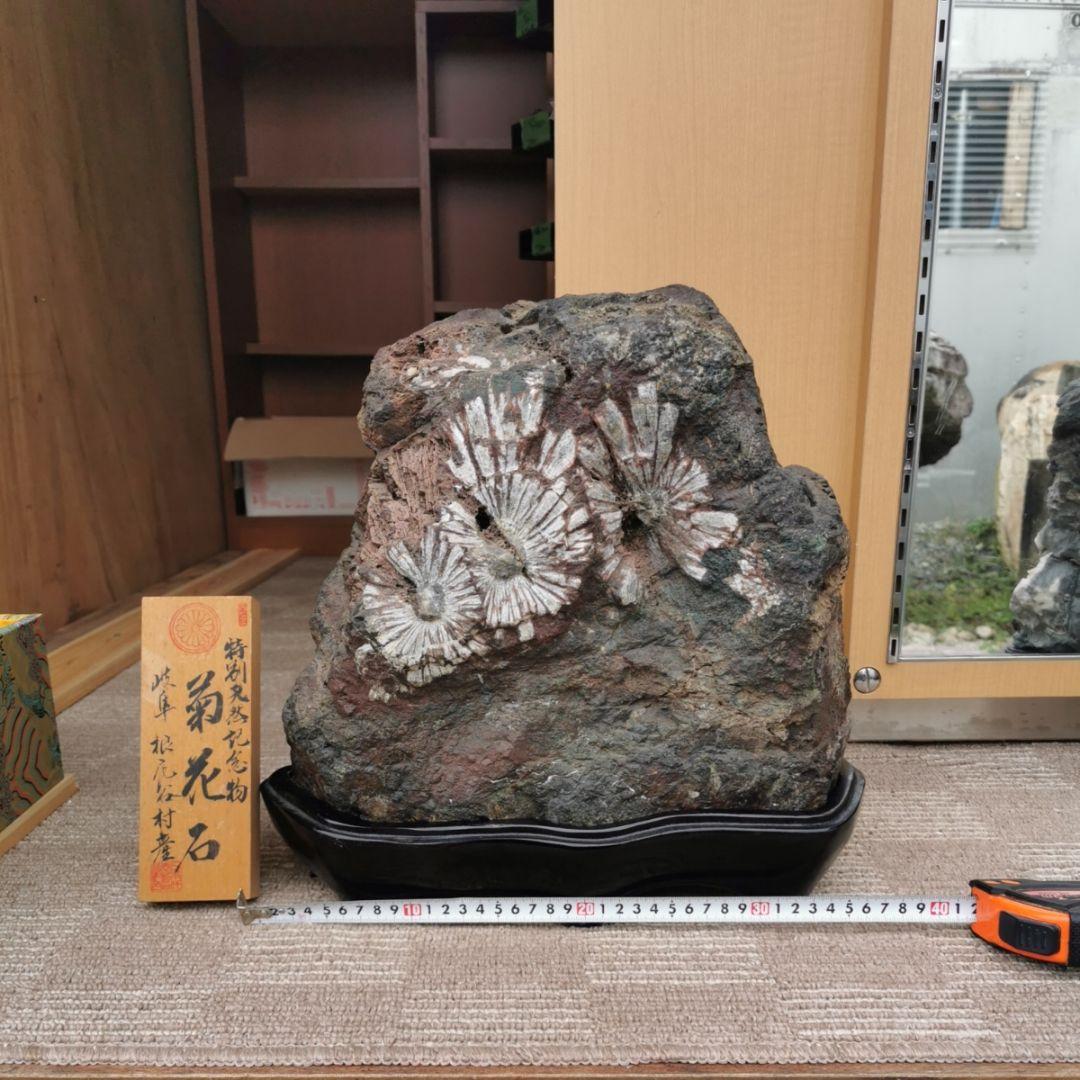 根尾谷産　菊花石　21.2キロ　鑑賞石　石　置物　オブジェ　インテリア　盆石