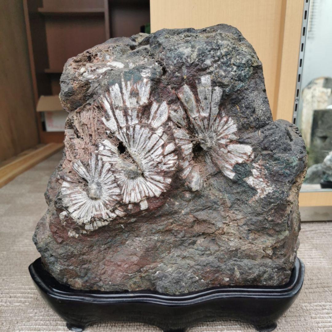 根尾谷産　菊花石　21.2キロ　鑑賞石　石　置物　オブジェ　インテリア　盆石