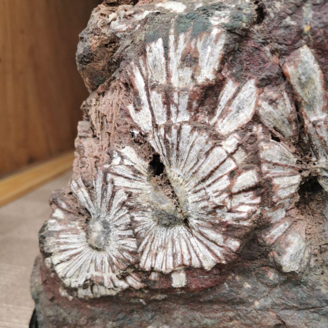 根尾谷産　菊花石　21.2キロ　鑑賞石　石　置物　オブジェ　インテリア　盆石