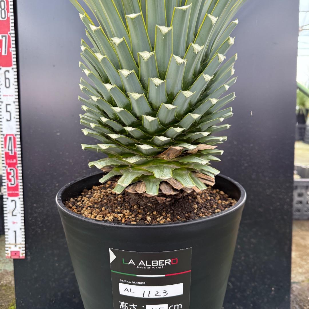 【AL1123】ユッカ　リギダ　超超極太