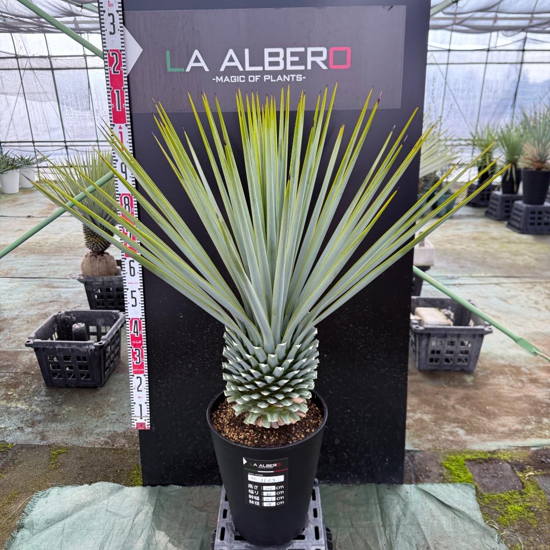 【AL1123】ユッカ　リギダ　超超極太