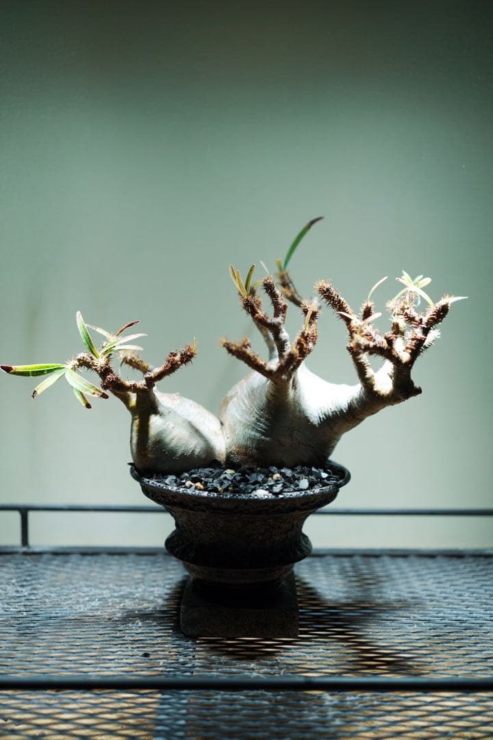 グラキリス 塊根植物