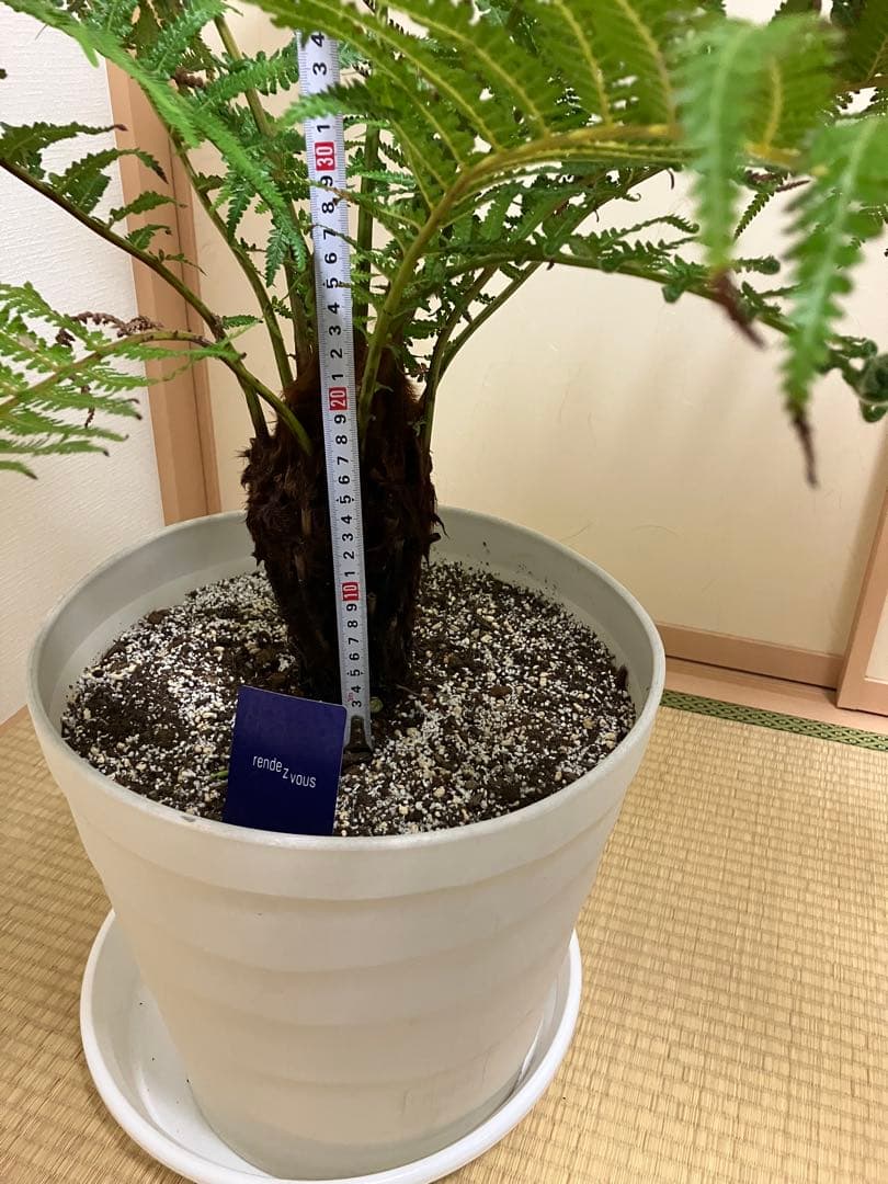 ディクソニア、アンタルクティカ