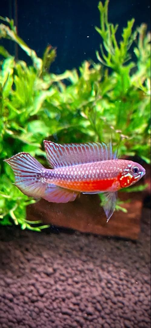 WRGB II SLIM45 wrgb2 チヒロズ　熱帯魚　水槽