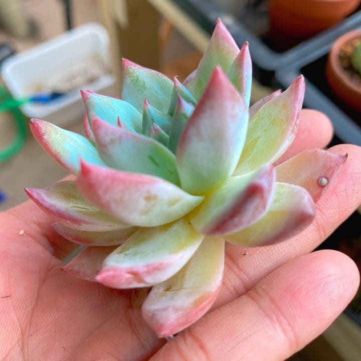 超美苗ブルーバード